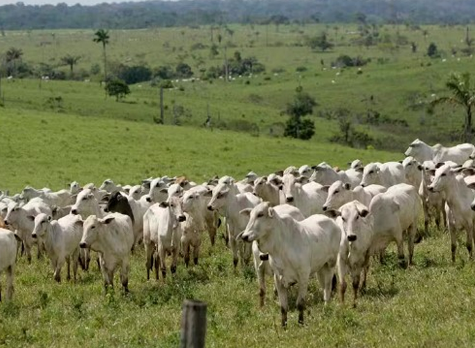 Foto de bois no campo.